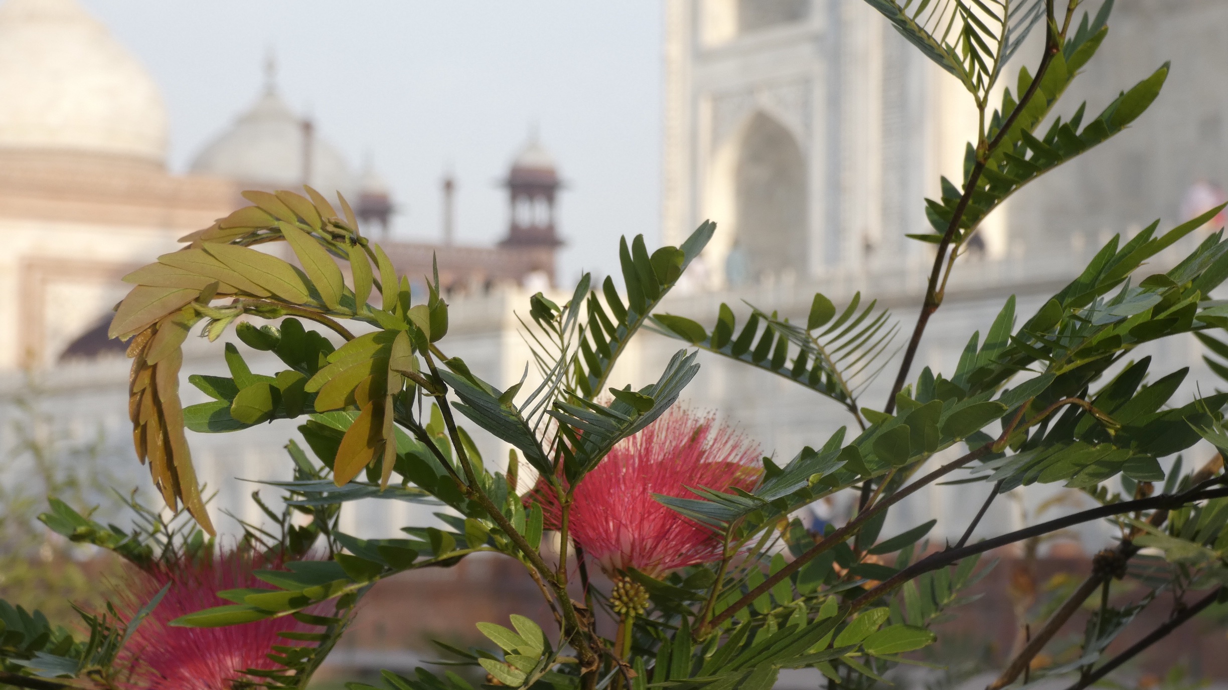 Taj Mahal mimosa